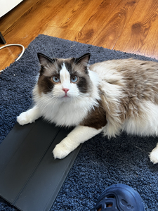 布偶猫弟弟1.5岁,未绝育.如图!满耳满背色重.仅限天津地区