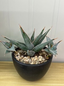 步行者  如图  带崽 多肉 虎皮兰 一物一拍 裸根发货