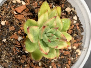 多肉植物锦,东云锦,贵妇指锦,白腹轮锦,1500不议价,新品