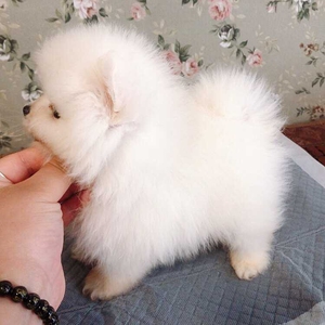博美犬白色博美幼犬球形小博美,纯种博美俊杰茶杯犬长不大的狗狗