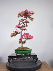 日本进口皋月杜鹃花瓶高80冠幅43粗3公分