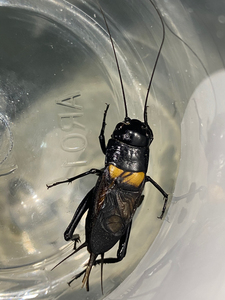 黄斑黑蟋蟀图片图片