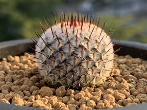 直刺佩雷,三年实生选拔开花株.尺寸3.0左右不含刺