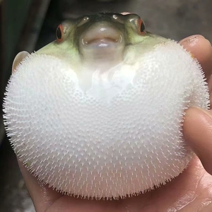 眼镜娃娃河豚