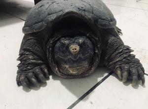 原种北美拟鳄龟