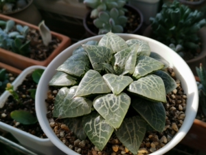 水晶101康平寿母本