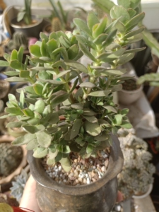 老桩群生天狗之舞多肉整体出售,本地自提,不发外地