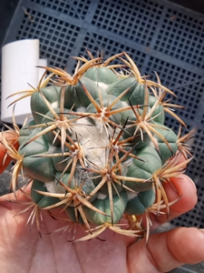 同款货源花小小白美美淘宝【仙人球】天司丸0人付款2022.