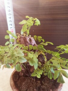 刺梨盆景,大树桩型,大疙瘩盆景,出枝自然,实物更漂亮,非偏远