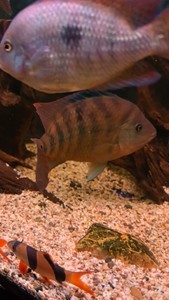 蓝火口母鱼，从小健康养大。现混养在珍珠火口缸里，最近总是攻击