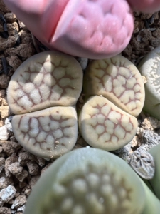 生石花 c75招福玉双头