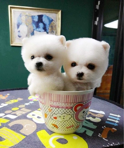 茶杯犬俊介 白色球体小博美,长不大狗狗.