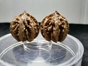 7左右,秦岭,纯野生灯笼核桃,基