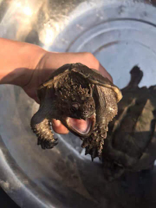 佛鳄龟纯佛极品