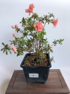 日本皋月杜鹃:莹 重瓣度非常高,经典款耐看型的杜鹃,花色艳而