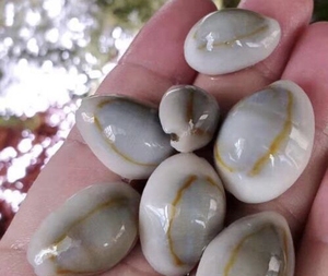 只卖三天 金环宝螺1.5一个一个 也发 量大优惠