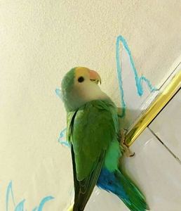 绿金顶牡丹鹦鹉成年图图片