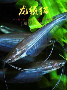 龙须猫鱼,进口透明玻璃,四须猫海象群游热带淡水观赏鱼草缸12