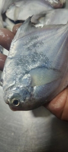 新鲜的小银鲳鱼，野生白鲳鱼，一斤，3-10条各种规格，特别特