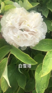 菏泽观赏牡丹,白雪塔,白色系列花开为白色,早期品种,花开为2