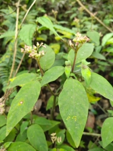 蛇根草  岩泽兰,天青地红,自来血,血经草《贵州民间药物》