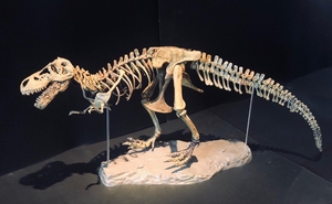 美版 清仓价70cm霸王龙骨骼化石模型DIY恐龙化石，送12