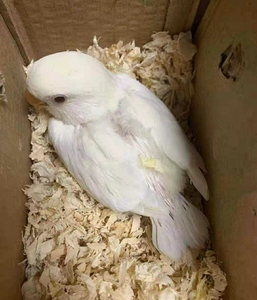 牡丹鹦鹉,白桃 纯白色白玉牡丹鹦鹉雏鸟,颜色非常漂亮雪白色纯