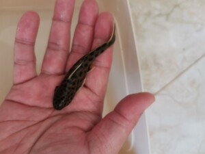 三湖鱼白金豹皮,两条150,尺寸8cm左右,公母不详.