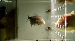 旧金山黄钻鱼
