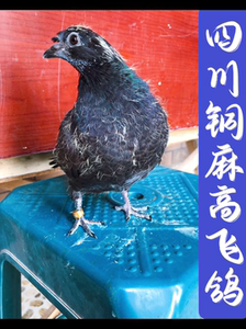 00zhengguoyun40淘宝铜麻高飞鸽子:四川眉山铜麻精品高飞鸽子双凤绿