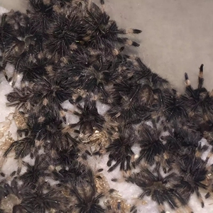 千里达老虎尾蜘蛛