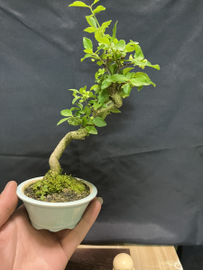 000人付款淘宝日本进口绯玉真弓盆景,开花结果,果成熟为粉红色.