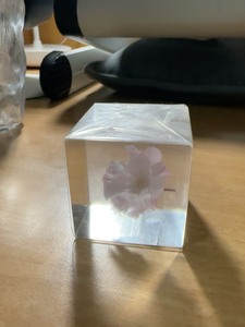 日本宙sola cube樱花标本植物桌面摆件创意生日礼物送男