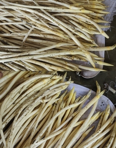 900人付款淘宝湖南特产洞庭湖莲藕 藕带新鲜藕带藕尖美味藕稍子新鲜