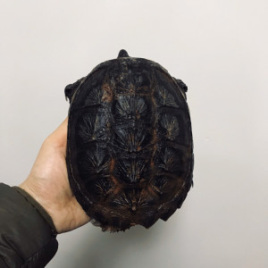 原种北美 原后北美 北美拟鳄龟