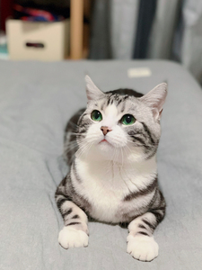 美短公猫借配,配种,美短加白,白手套猫,起司猫,借配