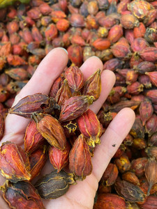 栀子新货黄栀子果山桅子中药材黄枝子栀子泡茶散装500g克包邮