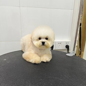 奶油香槟色泰迪贵宾犬,适合第一次养宠小白.