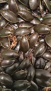 东北野生水金边老鳖盖龙狮1斤包邮