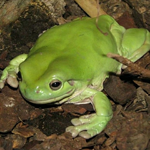 姥爷树蛙精品苗(2厘米左右)印尼老爷树蛙蓝绿姥爷苗子送饲养盒