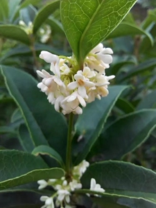 佛顶珠四季桂花原生扦插苗10棵一份28元当年开花如图三