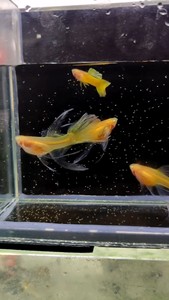 黄金玻璃体大c,特价38一对,孔雀鱼,观赏鱼,热带鱼_阿里巴巴找货神器