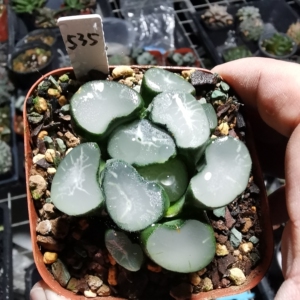 535号欧大宝万象,6cm,根系很好,带盆发货,一物一拍,收