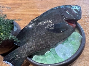 "黑瓜子斑"产地.西沙群岛,鱼肉鲜嫩,入口即化,是石斑鱼之中