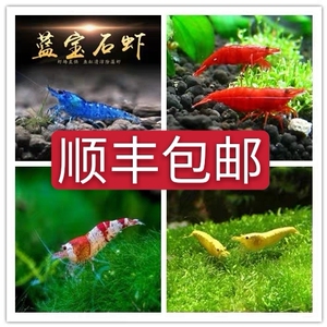 极火虾部分抱卵90只100元顺丰包邮除藻虾工具虾草缸必备,均