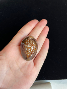 雪山宝螺·巨大