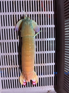 海水观赏鱼,七彩螳螂虾160/只,20包装费运费自理,报损规