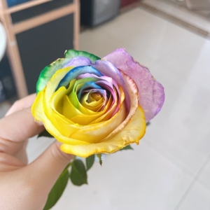 厄瓜多尔七彩玫瑰,天空之城,冰雪女王,鲜切花,鲜花预定(提前