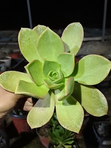 【镜狮子法师】镜狮子法师品牌,价格 - 阿里巴巴