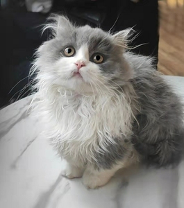 000人付款淘宝金白米努特矮脚猫 长毛拿破仑矮短腿猫 小步舞曲弟弟